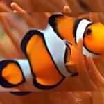 clown fish
