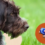 petsmart dog training